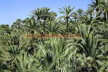 Elche Palm Grove